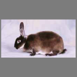 Standard Marten Sable Rex Buck Adult