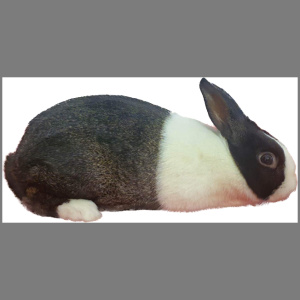 Dutch Steel Buck Adult