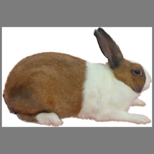 Dutch Tort Buck Adult