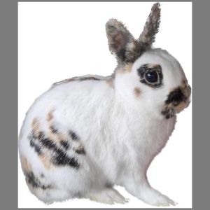 Tri. Col. Mini Papillon Ad.