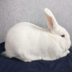 Beveren White Adult