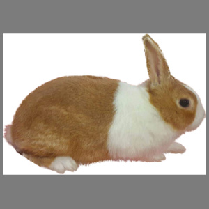 Dutch Yellow Buck Adult