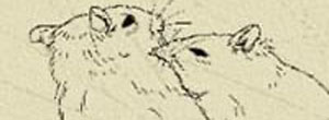 Image Missing