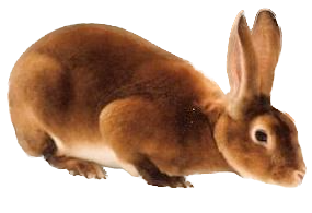 Standard Cinnamon Rex Buck/Doe Adult