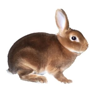 Mini Cinnamon Rex Buck/Doe Adult