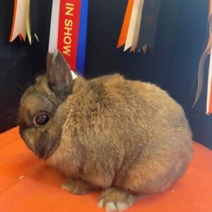 Netherland Dwarf Tort Adult